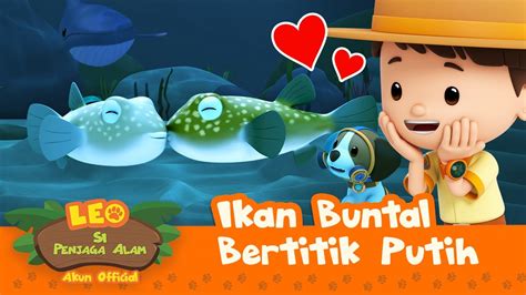 Ikan Buntal Bertitik Putih Leo Si Penjaga Alam Minisode Youtube