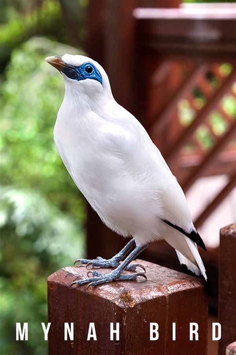 Mynah Bird Breed Traits Personality And Talkative Myna Bird Care