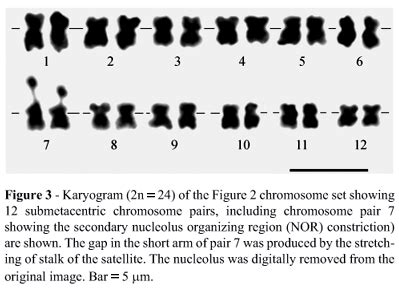 Scielo Brasil Nuclear Dna Content And Karyotype Of Rosewood Aniba