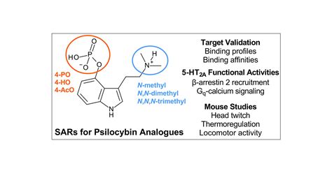 Structureactivity Relationships For Psilocybin Baeocystin