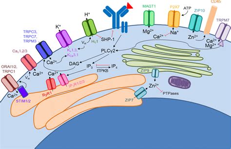 Ion Channel Activation And Function During Bcell Activation B Cells