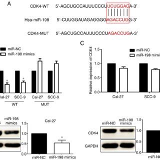 Mir Inhibits Cdk Expression By Targeting The Utr Of Cdk In Oscc