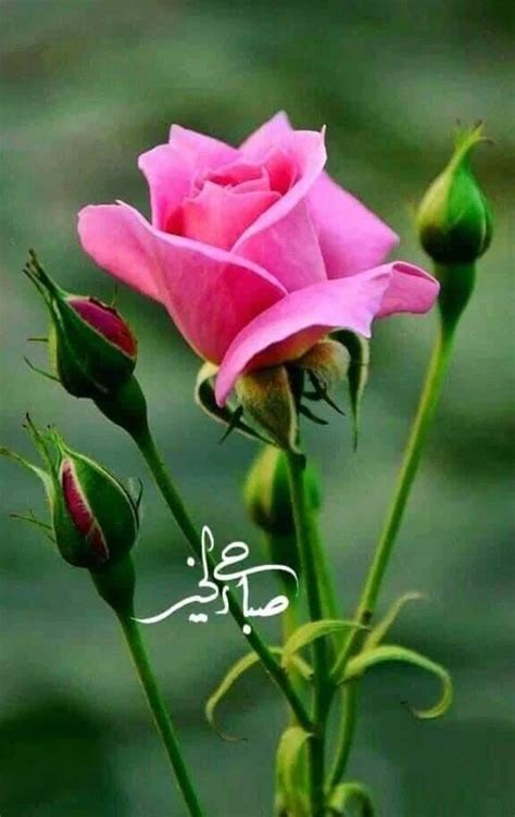 Pin By Akram Alasmi On صباح الخير In 2023 Beautiful Rose Flowers