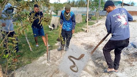 Cobra Sa Farm Ni Boss Cris Huli Kay Kambal Kamandag Kasama Si Jtg