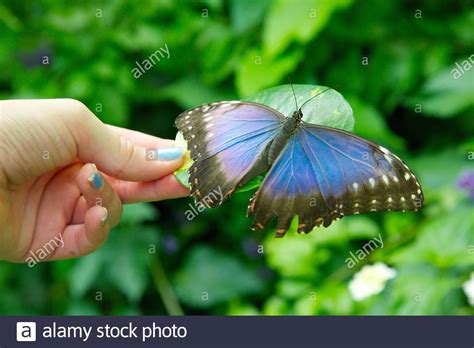 Morpho Menelaus Buttefly Hi Res Stock Photography And Images Alamy