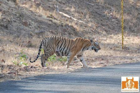 Tadoba Andhari Tiger Reserve is a Tiger reserves in Chandrapur district ...