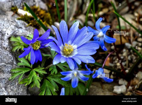 Spring awakening, Anemone flowers in spring, Anemone blanda Stock Photo ...