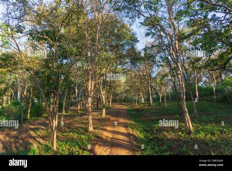 A Mud Road Passing Through Dense Jungle Photographed In Br Hills