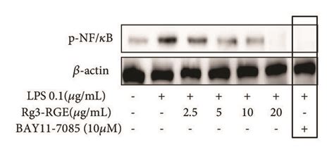 Rg3 Rge Induced Signal Transduction Through The Nf κb Pathway And Its