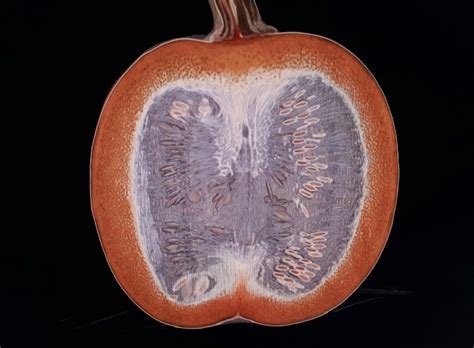 Pumpkinctscan