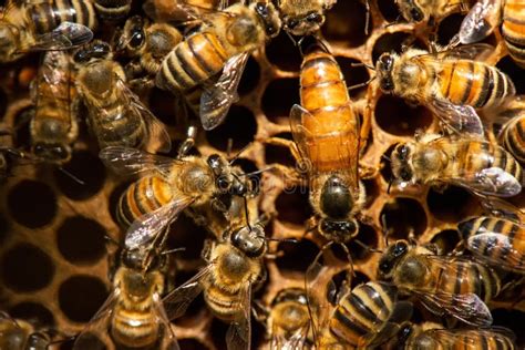 Italian Queen Bee In Center Of Worker Bees Laying Eggs In Beehive Frame Closeup Stock Image