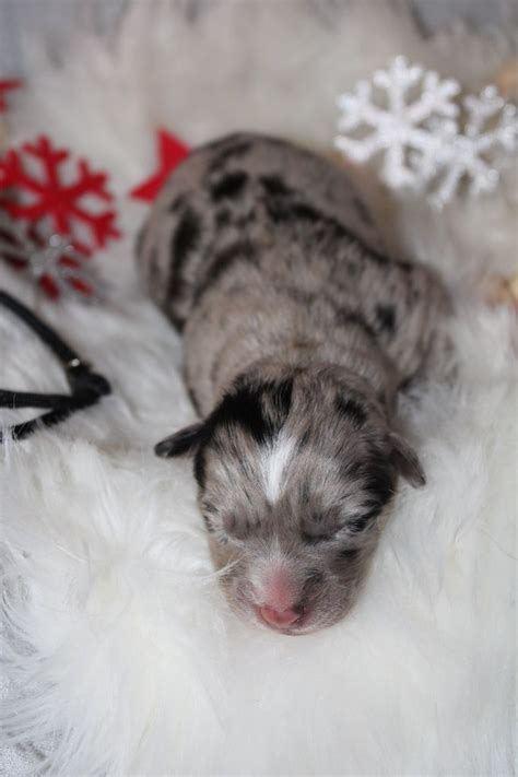 Chiot Berger Australien Une Elfe Coquinette Des Bergers De La Lune Bleue