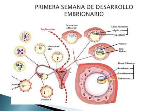 EmbriologÍa Del Sistema Nervioso Timeline Timetoast Timelines