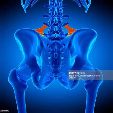 Hip Ligament Illustration High Res Vector Graphic Getty Images