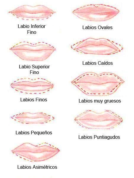 Delineado Seg N Tu Tipo De Labios Tipo De Labios Formas De Labios