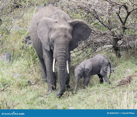 Frontview Dell Elefante Del Bambino E Della Madre Che Sta Insieme