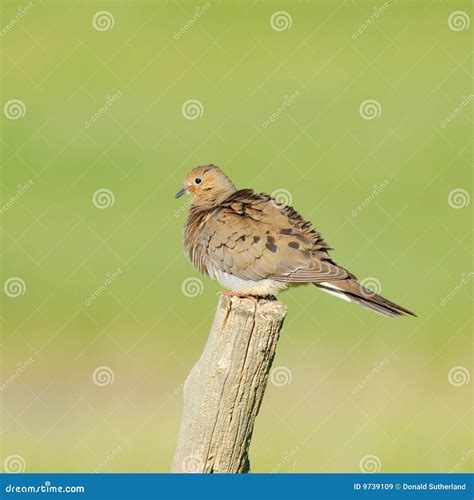 Mourning Dove Stock Image Image Of Post Ruffled Feathers 9739109