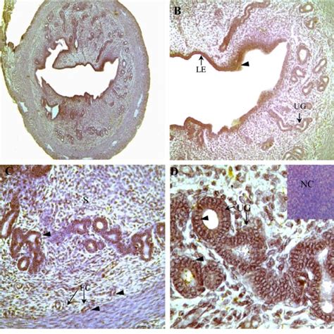 Vegf C Expression In Uterus On D5 Of Gestation The Embryo And The