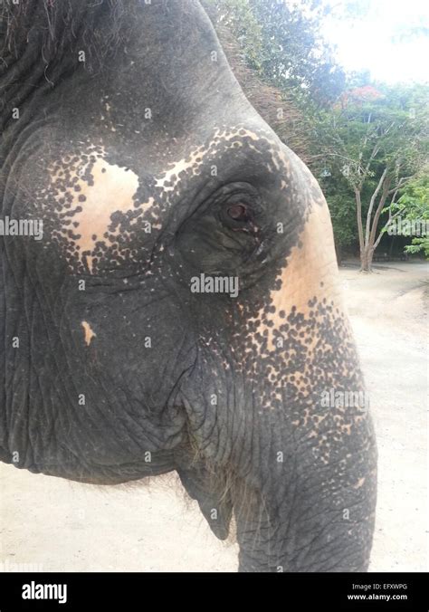 Elefantes Crueles Fotografías E Imágenes De Alta Resolución Alamy