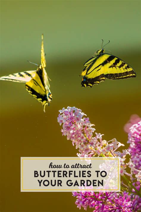 How To Attract Butterflies To Your Garden — Boston Mamas