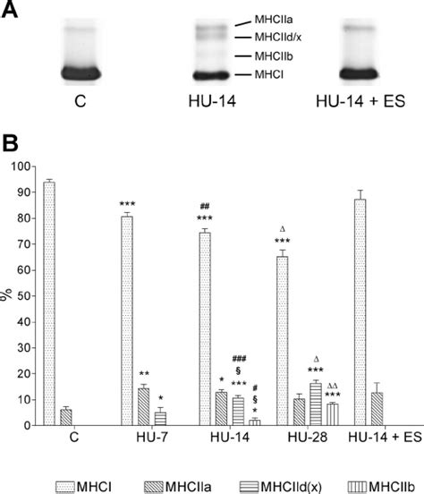 Effects Of Hindlimb Unloading Hu And Electrostimulation Es On The Download Scientific