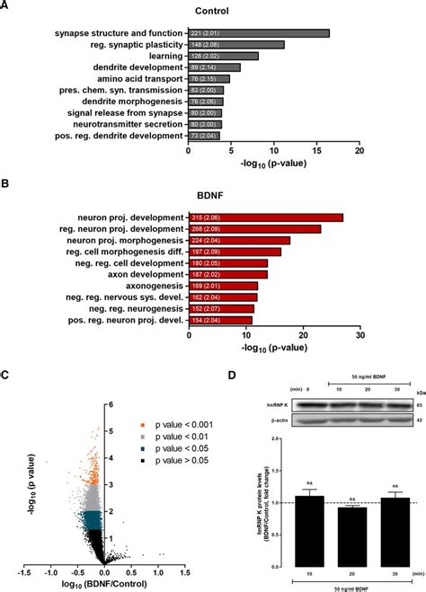 The RNA Binding Protein HnRNP K Mediates The Effect Of BDNF On