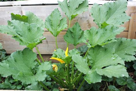 How To Grow Zucchini From Seed To Harvest