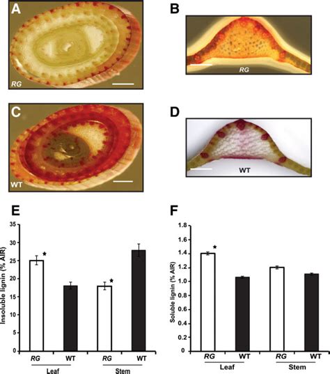 Lignin Quantification From The Leaf And Stem Of Rg And Wild Type