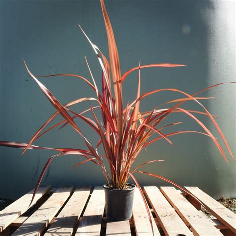 Phormium Rainbow Red — Statement Trees
