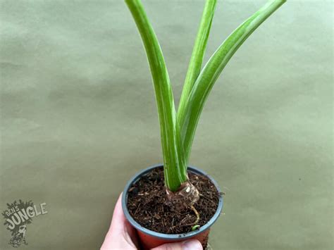 Alocasia Macrorrhiza Variegata 34 90