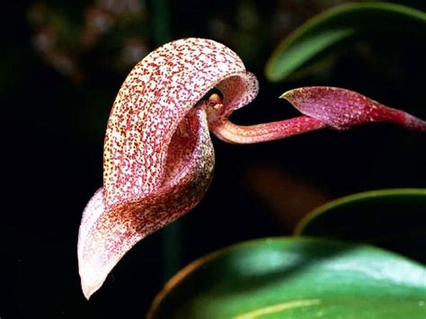 Lorchidée Véritable Beauté De La Nature Par Éric Hunt