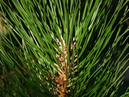 Pinus Thunbergii Pijnboom Appeltern Adventure Gardens