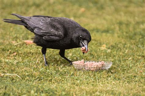 What Do Crows Eat The Garden And Patio Home Guide