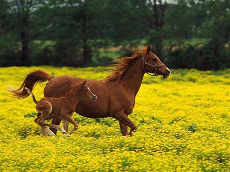 As Mais Interessantes Curiosidades Sobre Cavalos