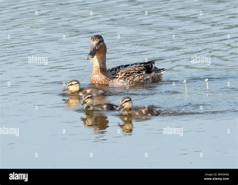 Female Mallard Duck With Ducklings Stock Photo Alamy