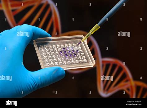 Las Pruebas De Adn En Un Laboratorio Cient Fico La Investigaci N Del