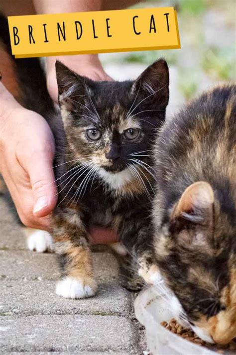 Brindle Cat Do Cats With Brindle Pattern Coats Exist