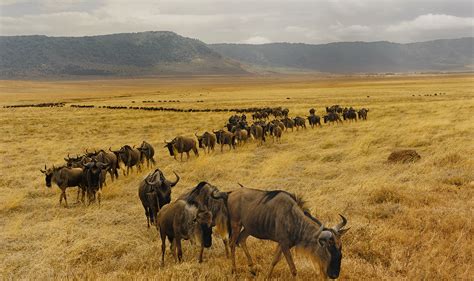 Wildebeests Migration Safari In Serengeti Tanzania