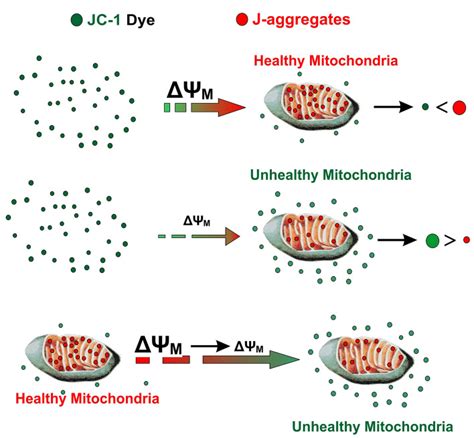 Analysis Of The Mitochondrial Membrane Potential Using The Cationic JC