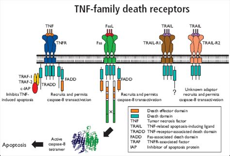 Apoptosis Cell Membrane Receptors Death Receptors Bio Rad