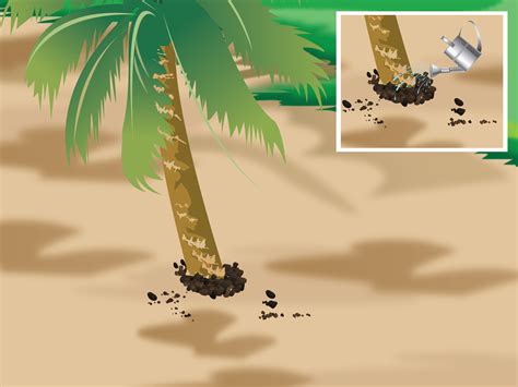 How To Plant A Palm Tree 15 Steps With Pictures Wikihow