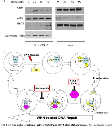 Figure From Regulation Of Wrn Protein Cellular Localization And