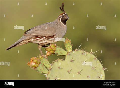 Gambels Quail Hi Res Stock Photography And Images Alamy