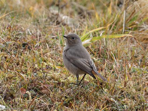 Codirosso Spazzacamino Black Redstart Riccardo Fiorentini Flickr