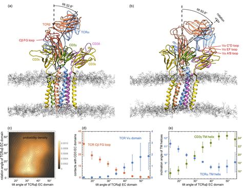 Structural Variability And Concerted Motions Of The T Cell Receptor