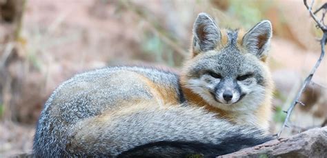 Download An Agile Gray Fox Jumps Up A Tree