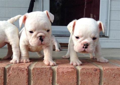 AKC White English Bulldog Puppies for Sale in Ringgold, Georgia ...