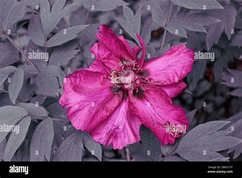 Paeonia Suffruticosa Andrews Hi Res Stock Photography And Images Alamy