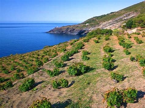 Pantelleria L Unesco Distingue L Agriculture Traditionnelle Par