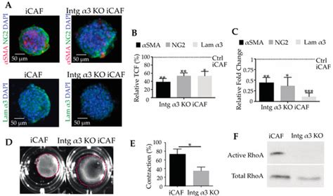 Cancers Free Full Text The Interaction between Laminin 332 and α3β1